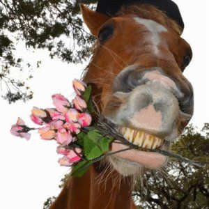 Meet your Posher, Posh